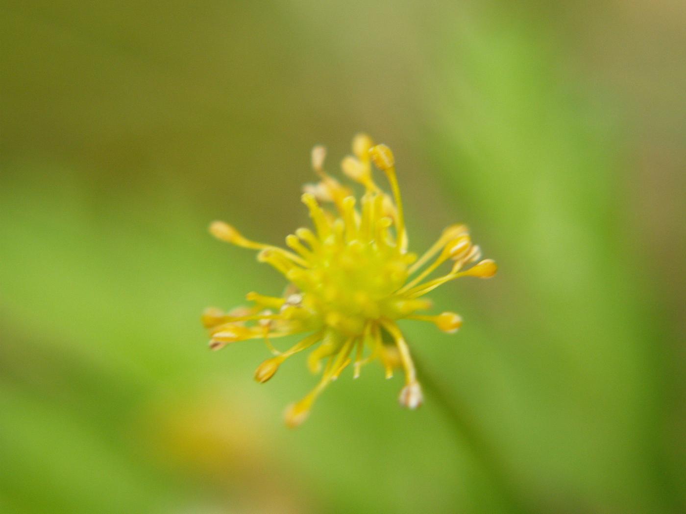 Anemone, Yellow fruit